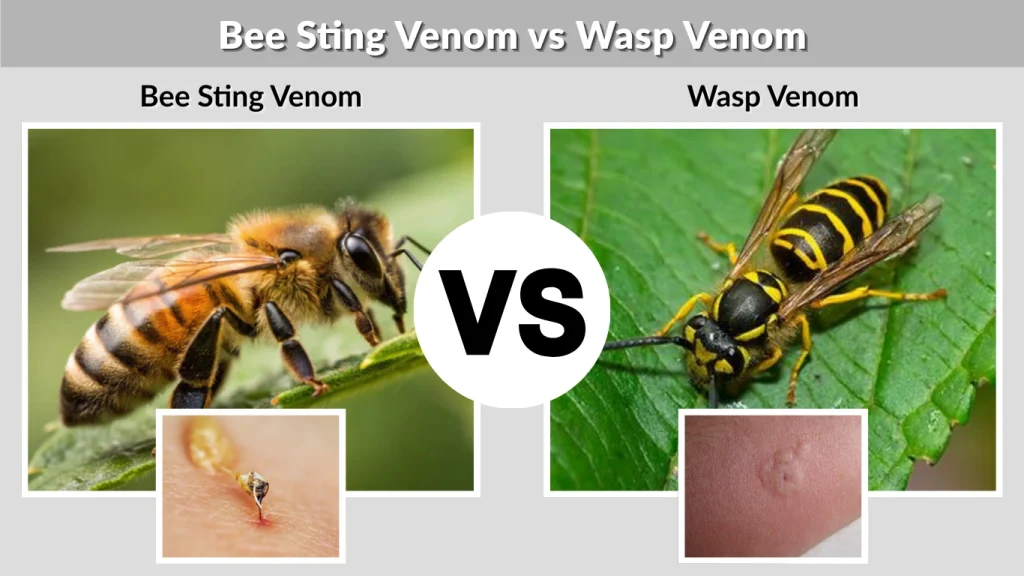 Bee Sting Venom vs Wasp Venom