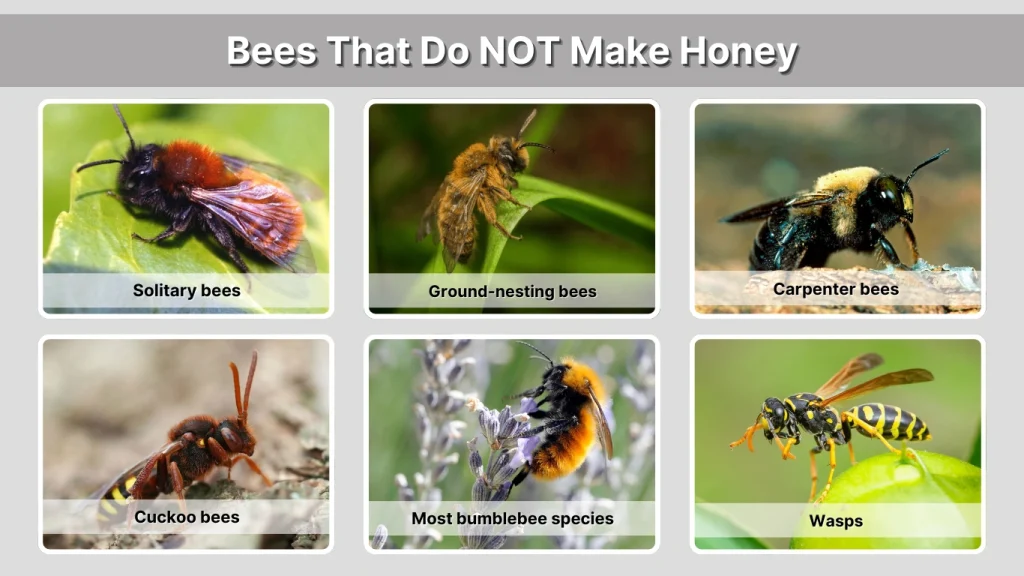 Bees That Do NOT Make Honey