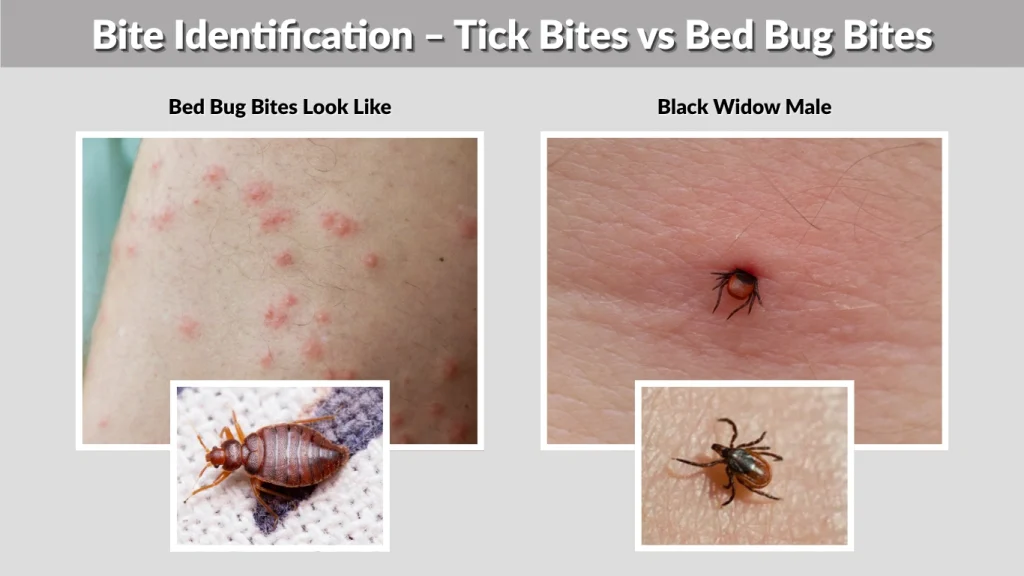 Bite Identification – Tick Bites vs Bed Bug Bites