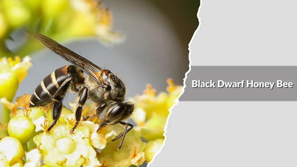 Black Dwarf Honey Bee