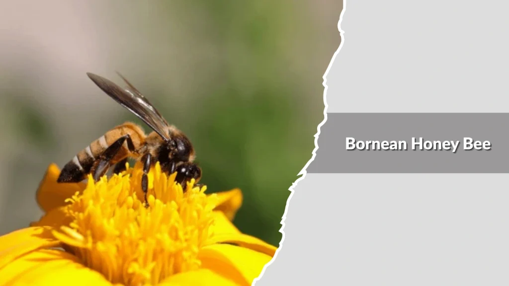 Bornean Honey Bee
