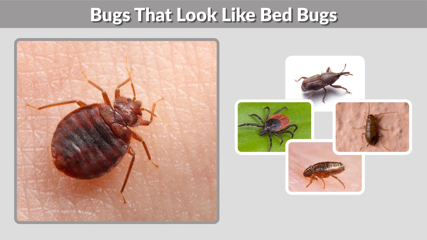 Bugs That Look Like Bed Bugs Identification, Pictures, and Key Differences
