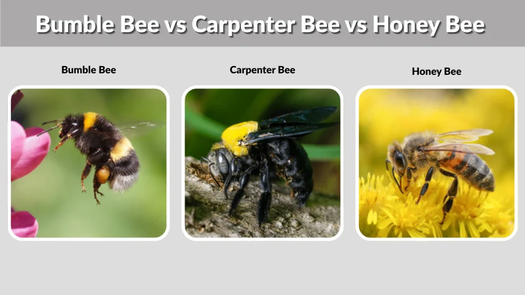 Bumble Bee vs Carpenter Bee vs Honey Bee