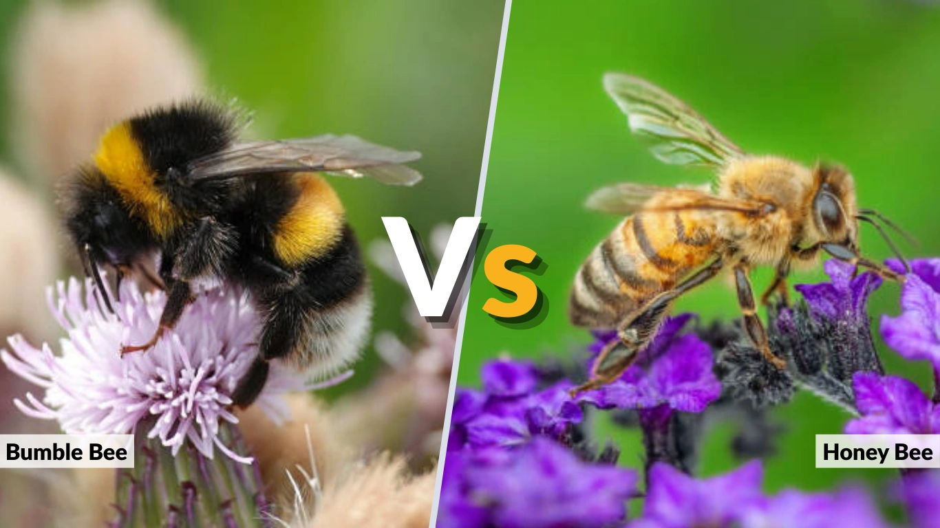 Bumble Bee vs Honey Bee Differences, Size & Stings