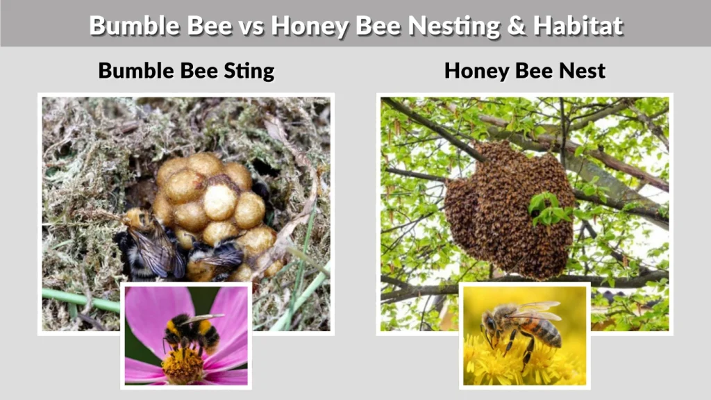 Bumble Bee vs Honey Bee Nesting & Habitat