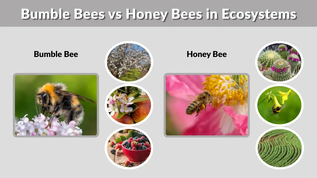 Bumble Bees vs Honey Bees in Ecosystems