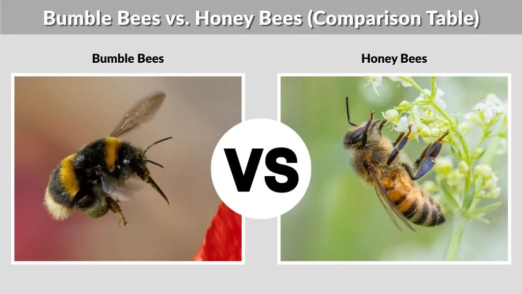 Bumble Bees vs. Honey Bees (Comparison Table)