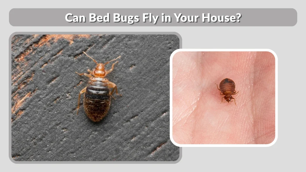 Can Bed Bugs Fly in Your House