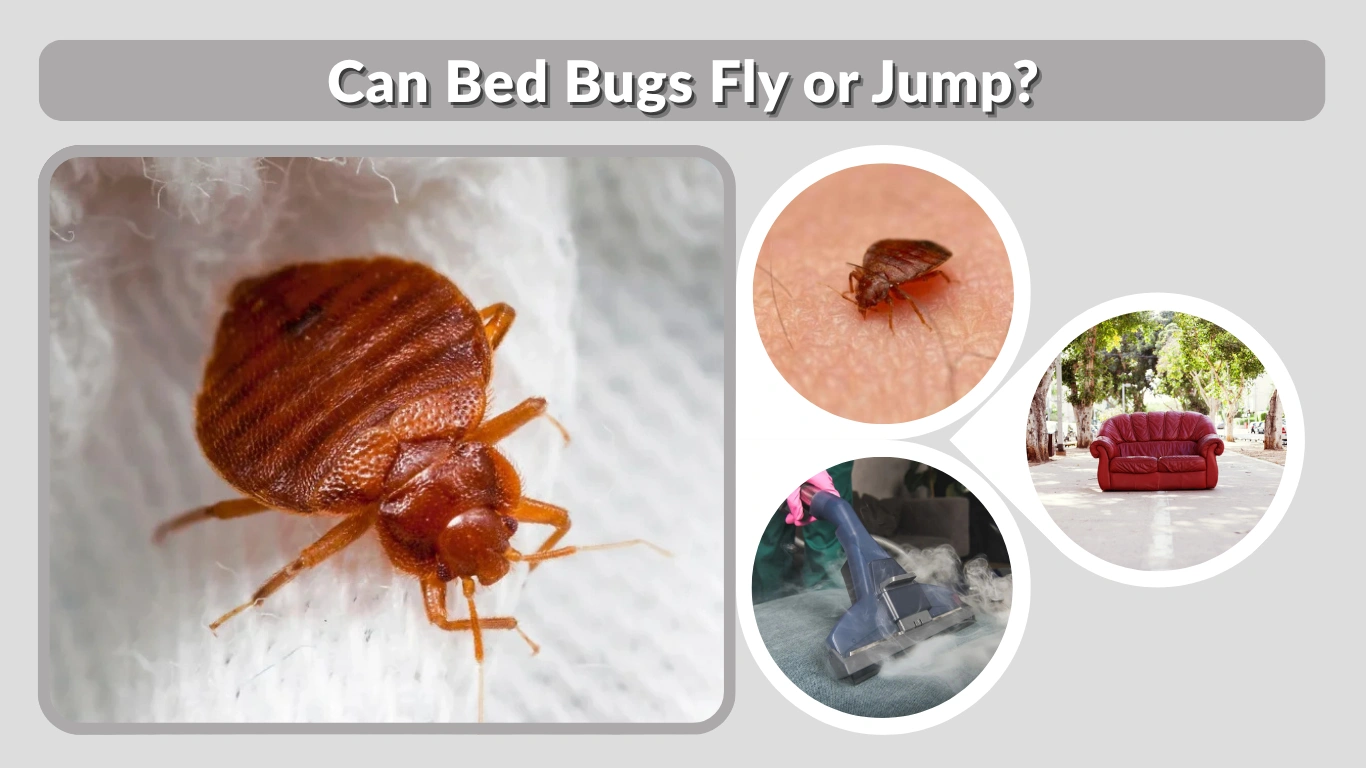 Can Bed Bugs Fly or Jump Facts About Their Movement