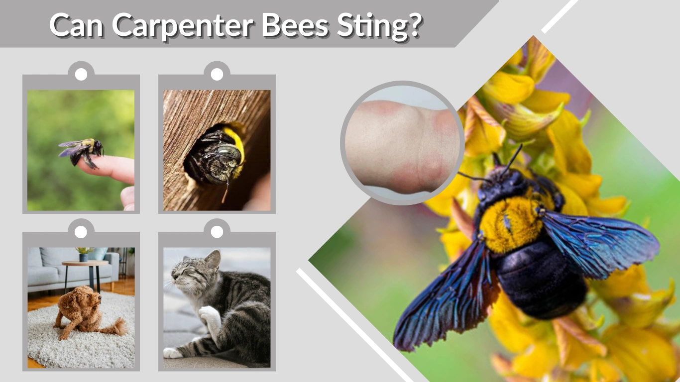 Can Carpenter Bees Sting Full Guide to Risks and Safety