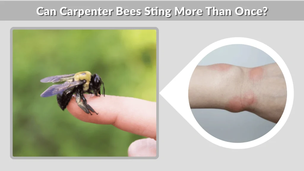 Can Carpenter Bees Sting More Than Once