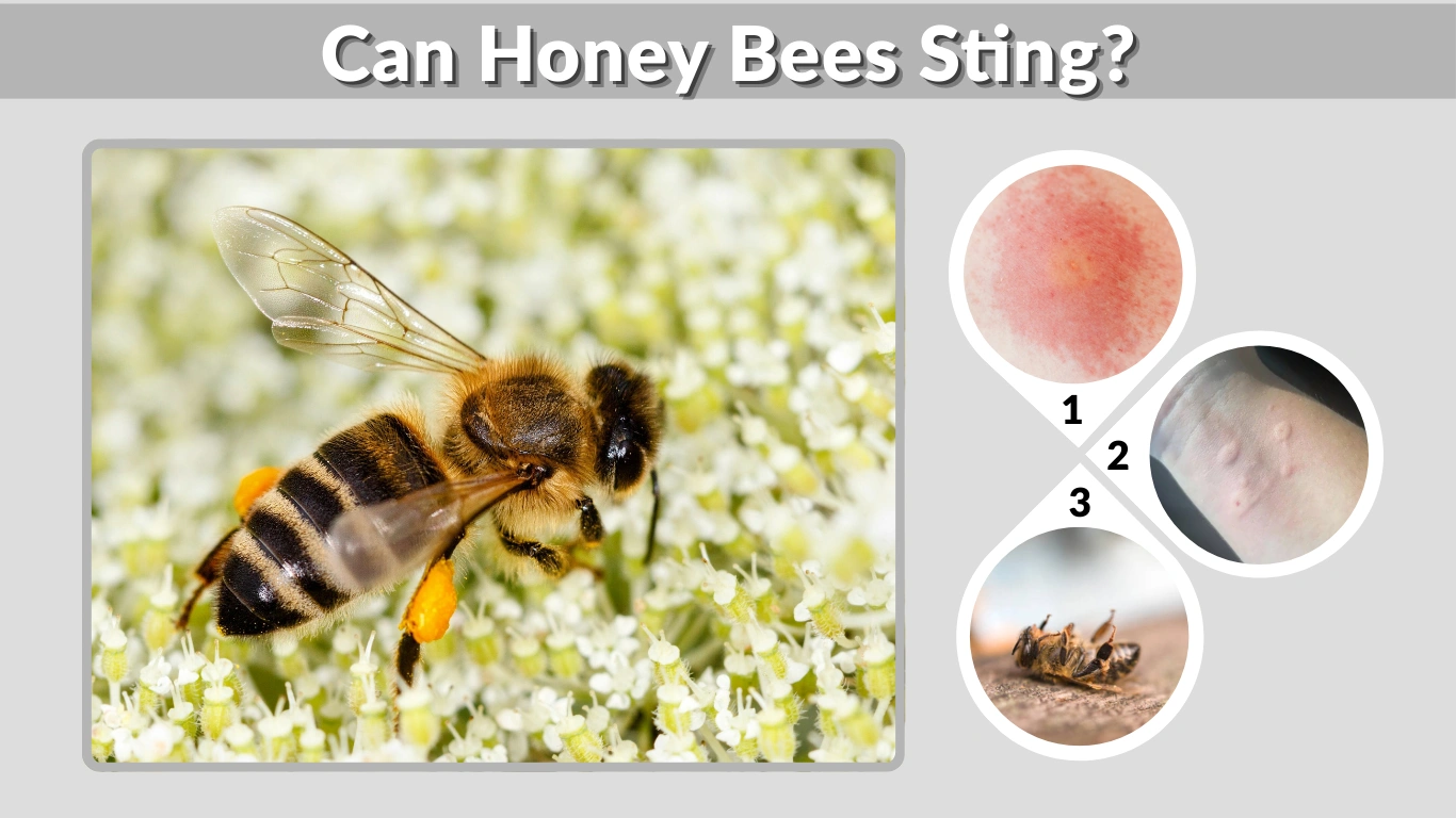 Can Honey Bees Sting How Stings Work, Risks & Prevention