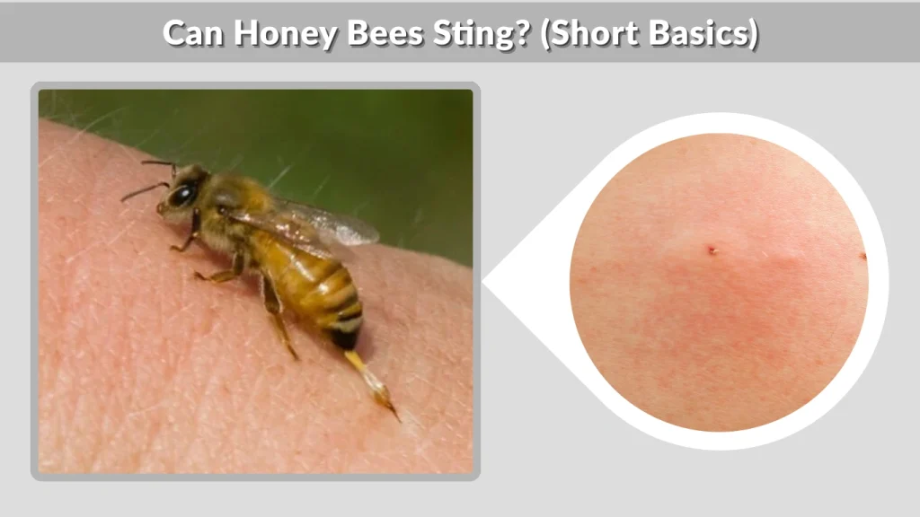 Can Honey Bees Sting (Short Basics)