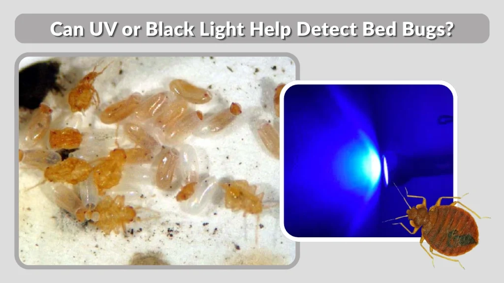 Can UV or Black Light Help Detect Bed Bugs