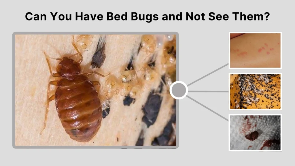 Can You Have Bed Bugs and Not See Them