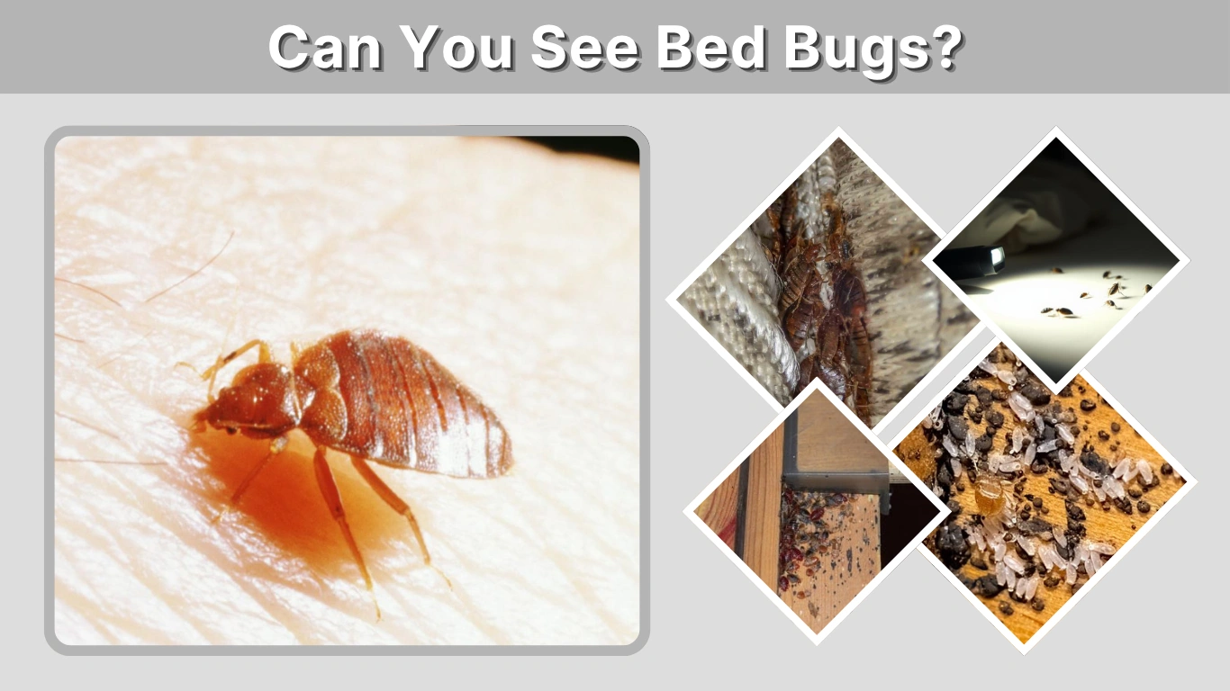 Can You See Bed Bugs How to Spot Bed Bugs, Eggs, and Bites
