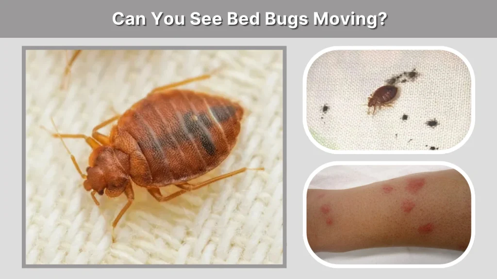 Can You See Bed Bugs Moving