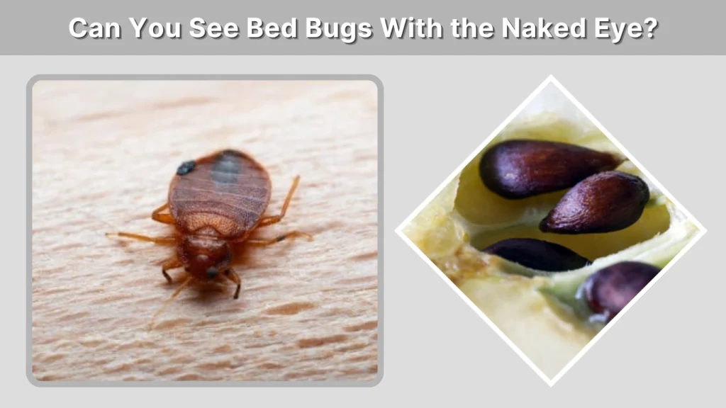 Can You See Bed Bugs With the Naked Eye