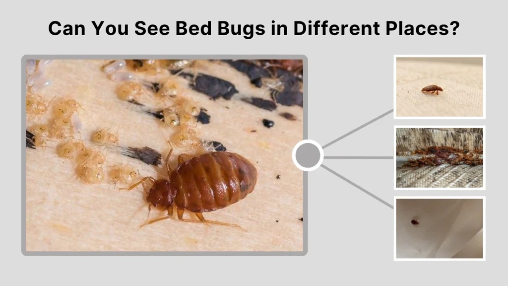 Can You See Bed Bugs in Different Places