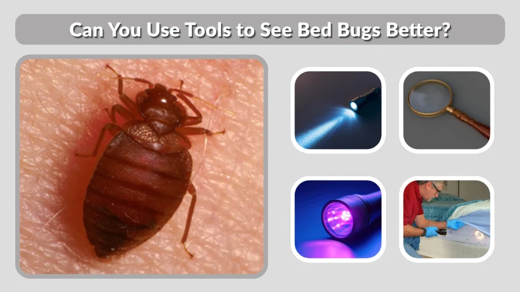 Can You Use Tools to See Bed Bugs Better