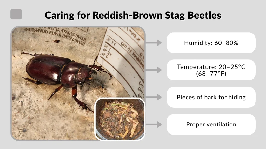Caring for Reddish-Brown Stag Beetles