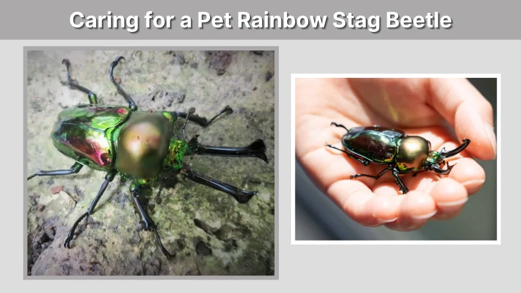 Caring for a Pet Rainbow Stag Beetle