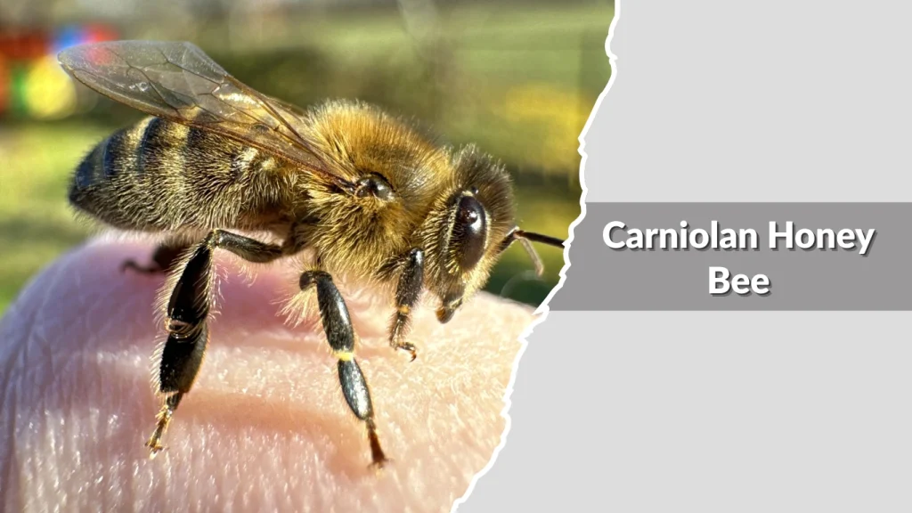 Carniolan Honey Bee