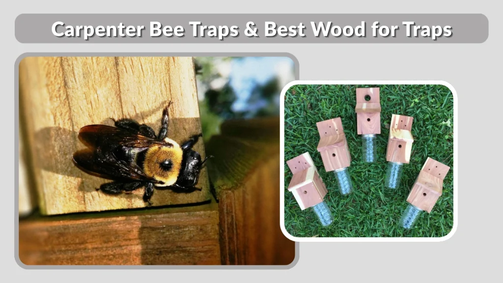 Carpenter Bee Traps & Best Wood for Traps