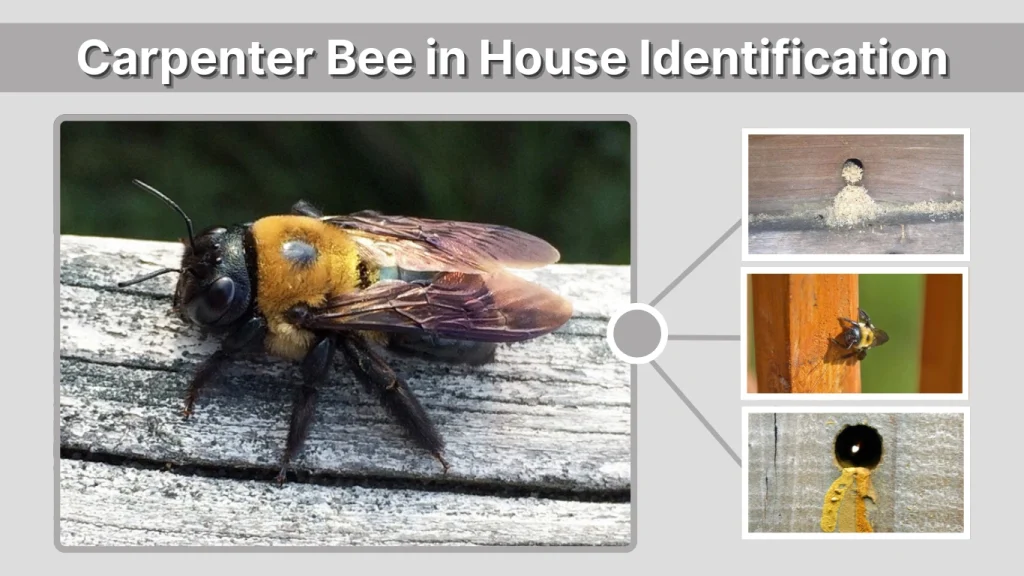 Carpenter Bee in House Identification