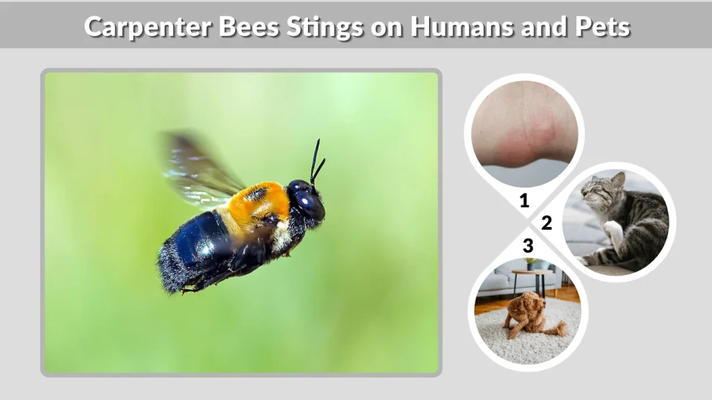 Carpenter Bees Stings on Humans and Pets
