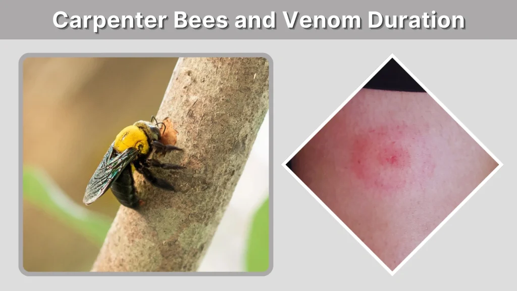 Carpenter Bees and Venom Duration