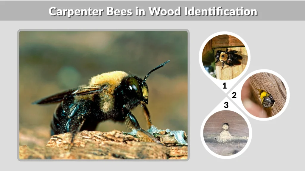 Carpenter Bees in Wood Identification