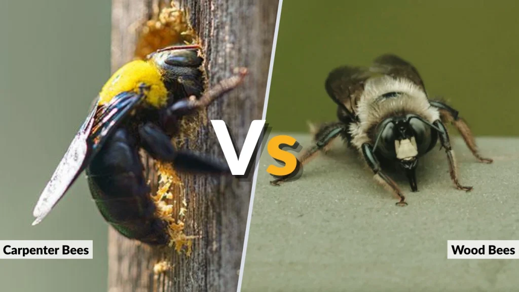 Carpenter Bees vs Wood Bees (Comparison Table)