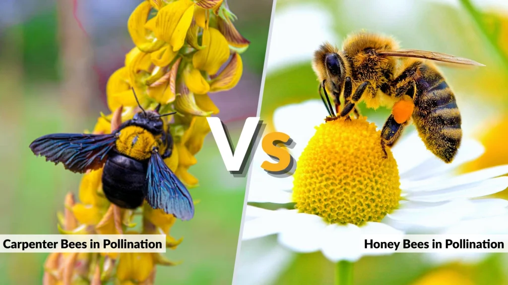 Carpenter Bees vs. Honey Bees in Pollination