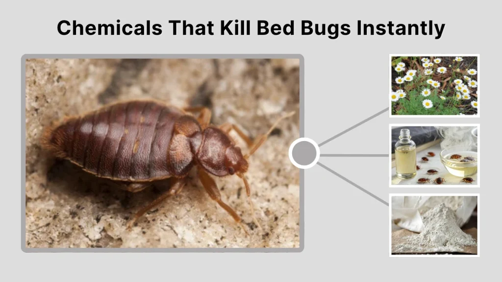 Chemicals That Kill Bed Bugs Instantly