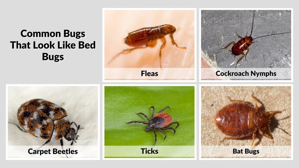 Common Bugs That Look Like Bed Bugs