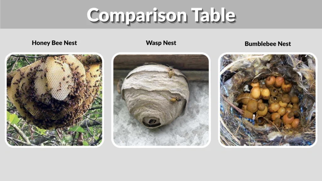Comparison Table