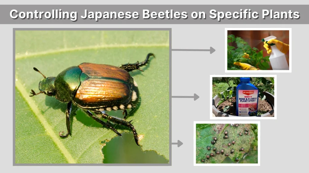 Controlling Japanese Beetles on Specific Plants