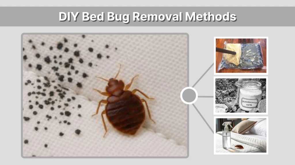 DIY Bed Bug Removal Methods