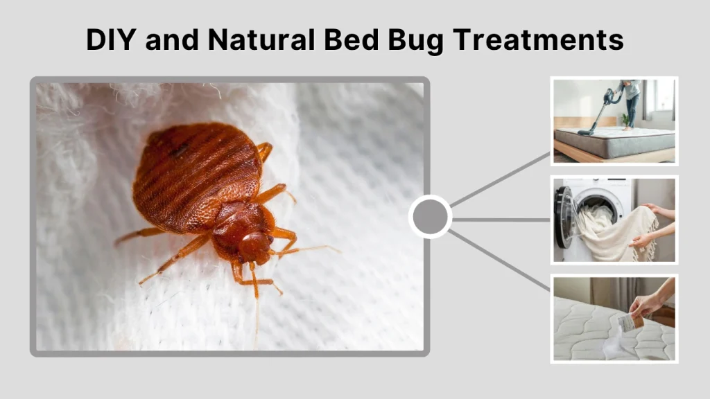 DIY and Natural Bed Bug Treatments