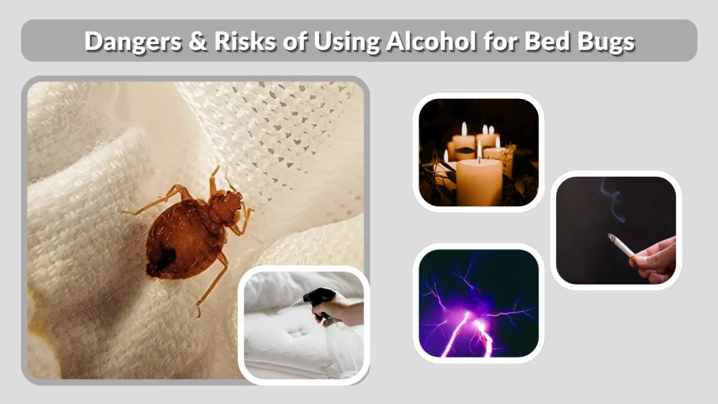 Dangers & Risks of Using Alcohol for Bed Bugs