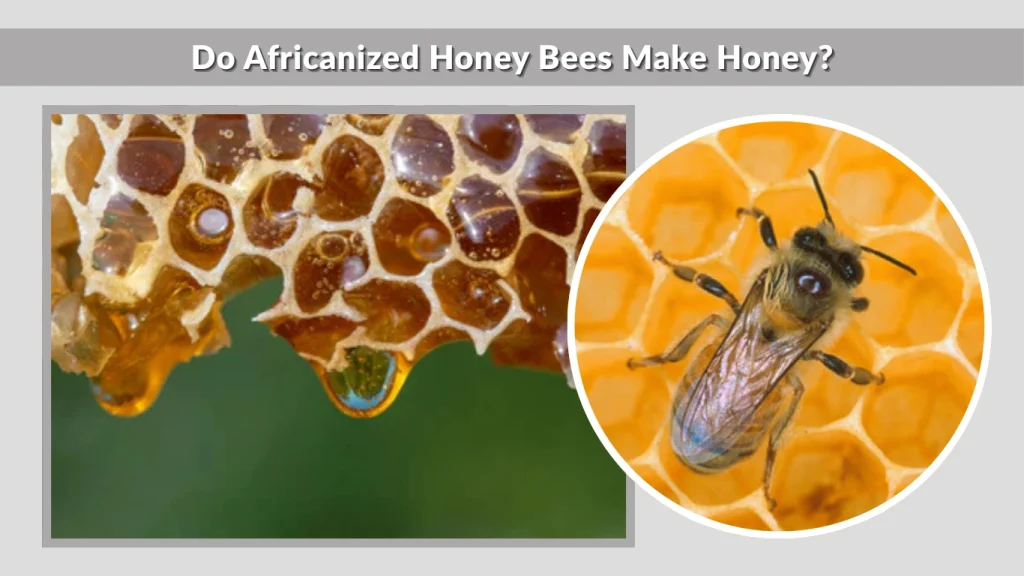 Do Africanized Honey Bees Make Honey