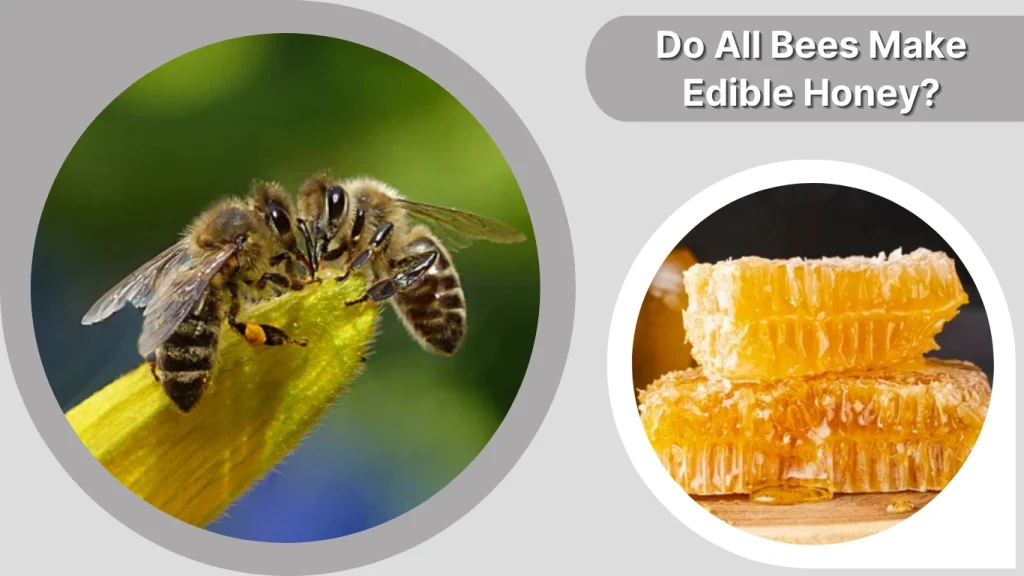 Do All Bees Make Edible Honey