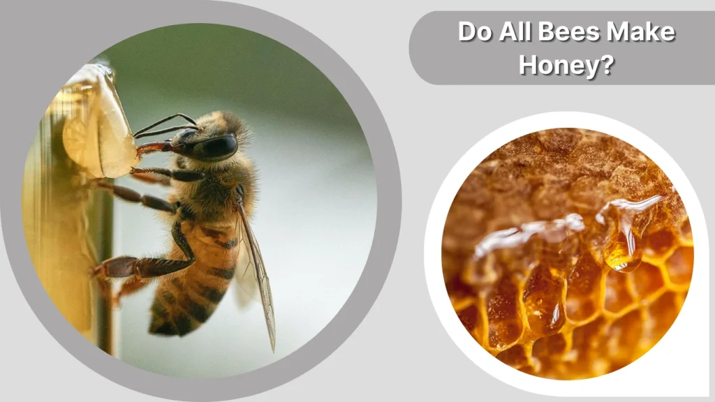 Do All Bees Make Honey