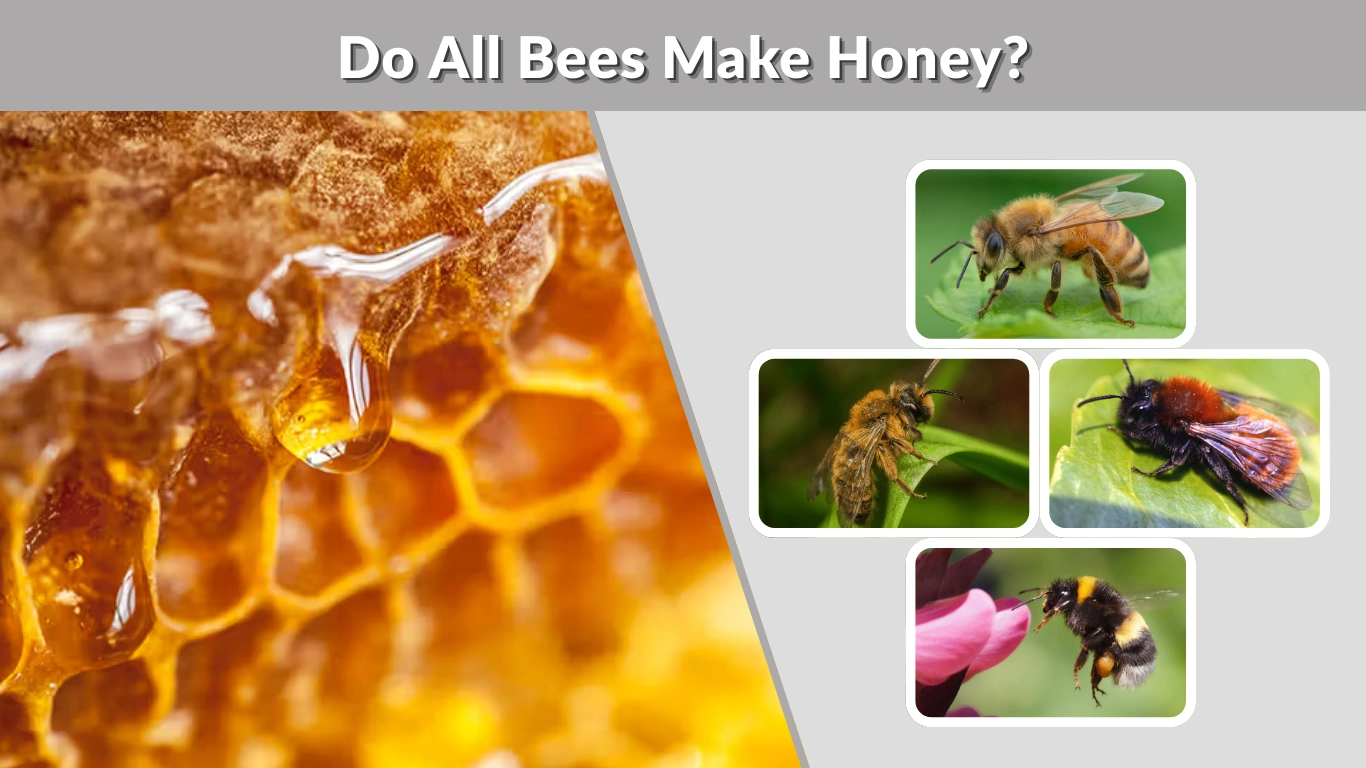 Do All Bees Make Honey Species, Facts & Honey Myths Explained