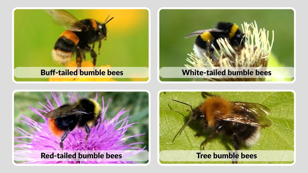 Do All Bumble Bees Make Honey