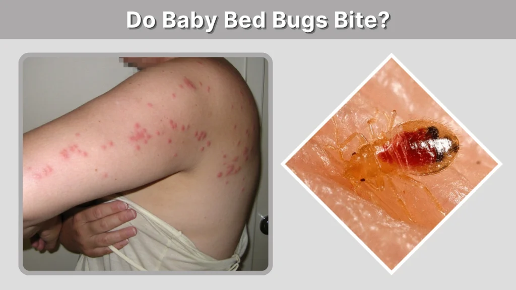 Do Baby Bed Bugs Bite