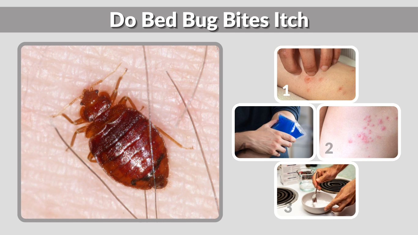 Do Bed Bug Bites Itch Causes, Duration, and Relief