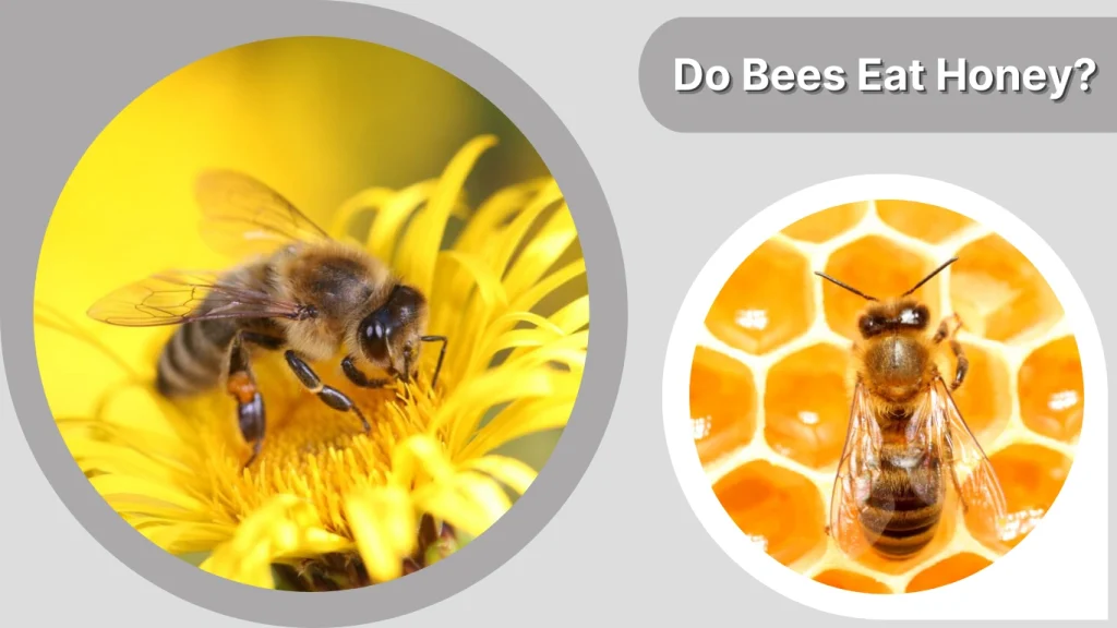 Do Bees Eat Honey