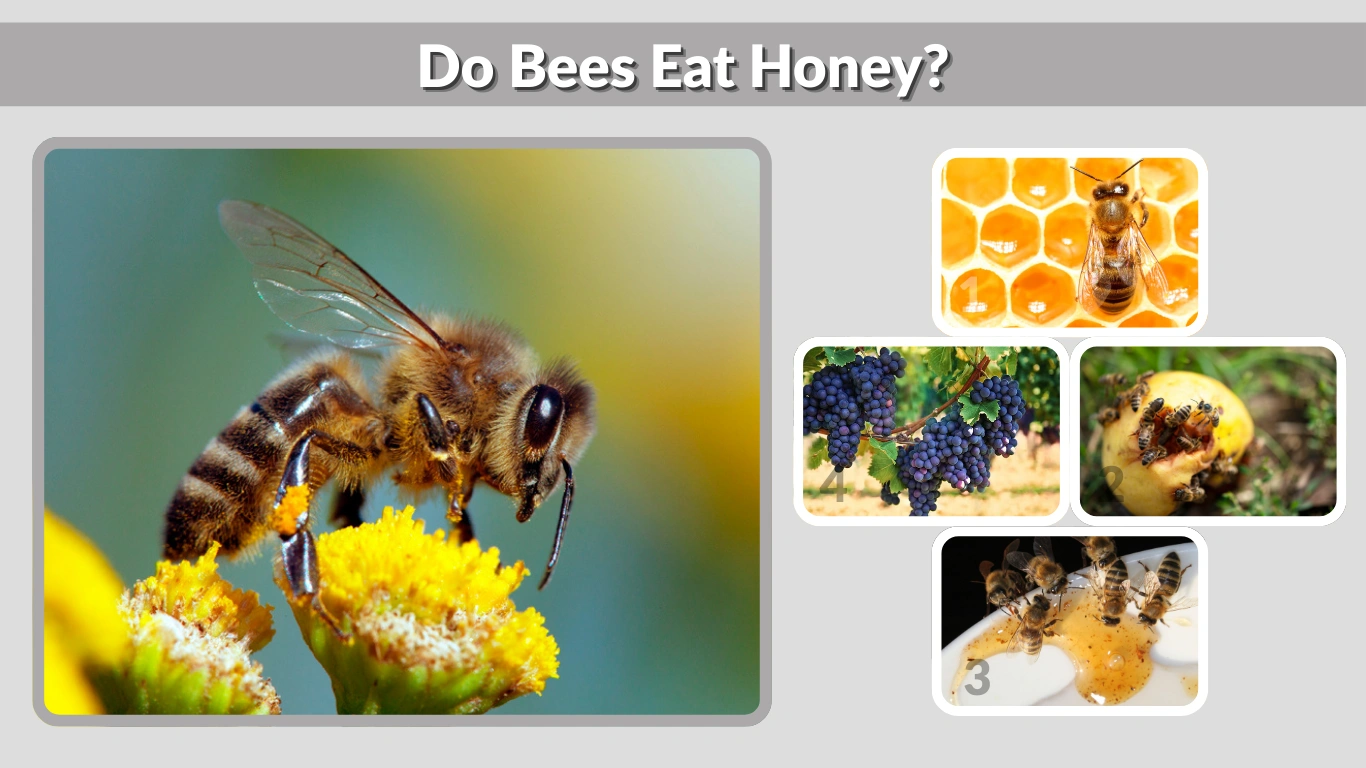 Do Bees Eat Honey Full Guide to Bee Diets Explained
